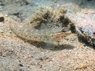 Gobius bucchichi