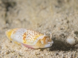 Terebellum terebellum f. punctulatum, author: Rafi Amar, Israel