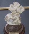 Mussa angulosa, author: Zaccaria, Paolo