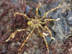 Pacific brown-banded sea-spider - Ammothea hilgendorfi