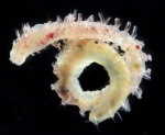 Boccardiella hamata