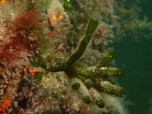 Codium fragile subsp. fragile Codium fragile subsp. fragile