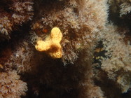 Botrylloides violaceus overgron with Tricellaria inopinata