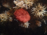 Botrylloides violaceus overgron with Tricellaria inopinata