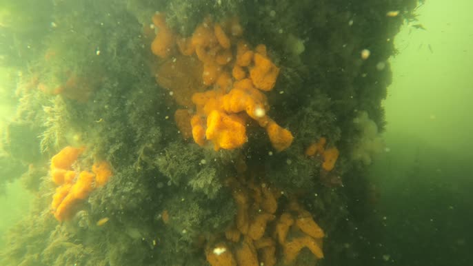 Tunicata