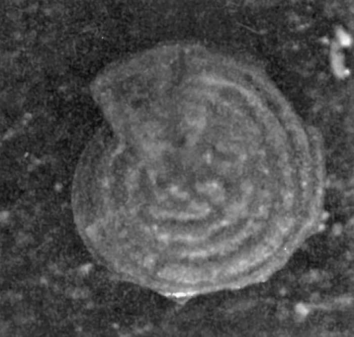 Lenticulina stachi Huang, 1967 Lenticulina stachi Huang, 1967