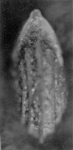 Lenticulina stachi Huang, 1967