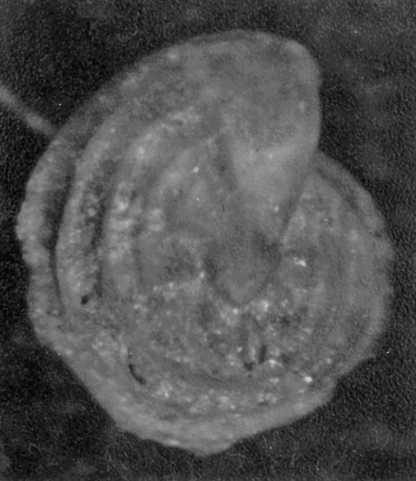 Lenticulina stachi Huang, 1967 Lenticulina stachi Huang, 1967