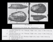 Cativella bensoni Neale, 1967 from the original description_pl. 4