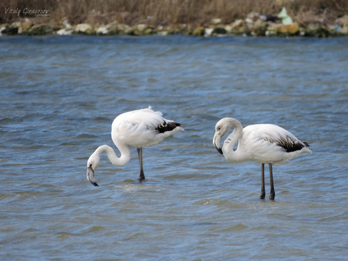 Greater Flamingo (Phoenicopterus roseus) Greater Flamingo (Phoenicopterus roseus)