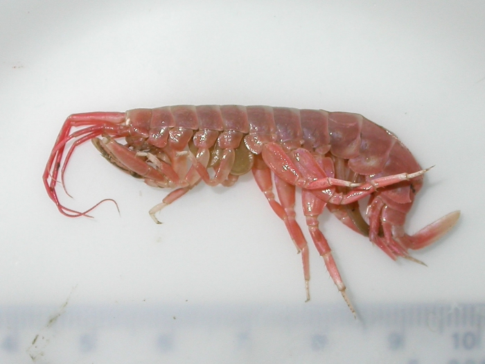 Wimvadocus - large amphipoda Wimvadocus - large amphipoda