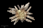 Echinoidea (sea urchins)