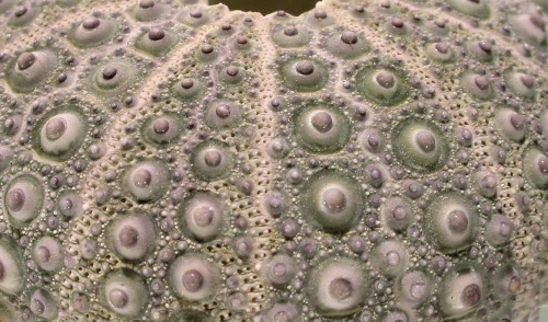 Anthocidaris crassispina (aboral, close-up) Anthocidaris crassispina (aboral, close-up)