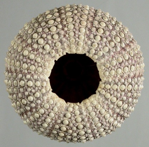 Pachycentrotus australiae (oral) Pachycentrotus australiae (oral)