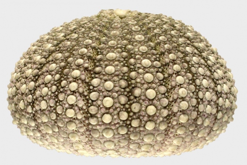 Pachycentrotus australiae (lateral) Pachycentrotus australiae (lateral)