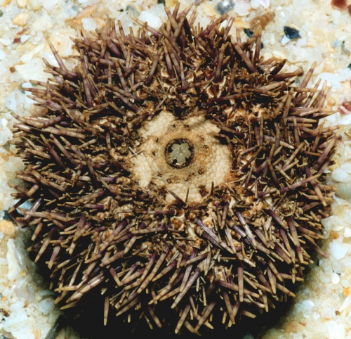 Pachycentrotus australiae (oral) Pachycentrotus australiae (oral)