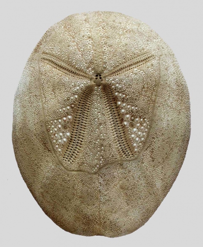 Plagiobrissus (Rhabdobrissus) costae (test, aboral) Plagiobrissus (Rhabdobrissus) costae (test, aboral)