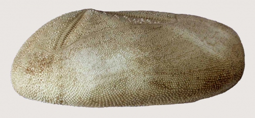 Plagiobrissus (Rhabdobrissus) costae (lateral) Plagiobrissus (Rhabdobrissus) costae (lateral)