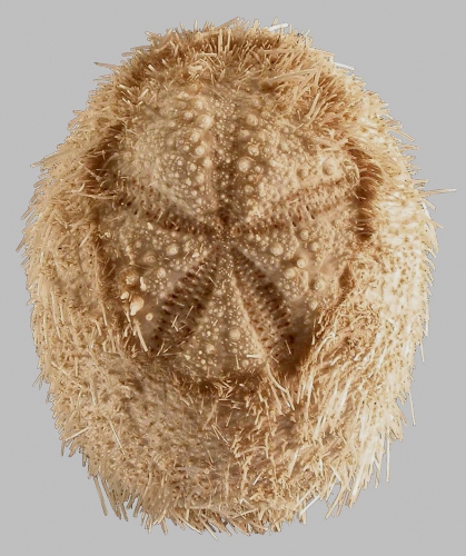 Plagiobrissus (Rhabdobrissus) jullieni (aboral) Plagiobrissus (Rhabdobrissus) jullieni (aboral)