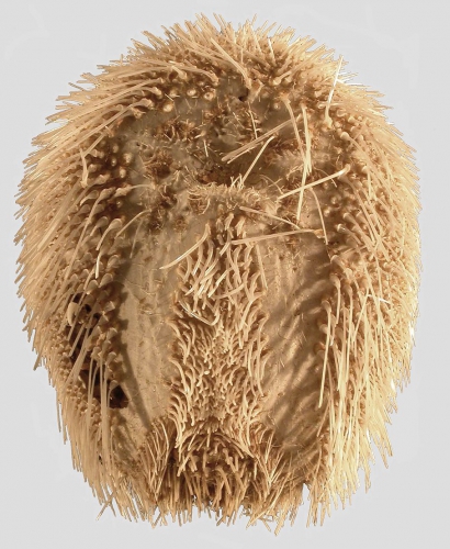 Plagiobrissus (Rhabdobrissus) jullieni (oral) Plagiobrissus (Rhabdobrissus) jullieni (oral)