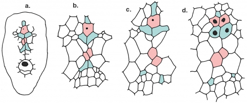 Pourtalesia miranda (ontogeny of apical system) Pourtalesia miranda (ontogeny of apical system)