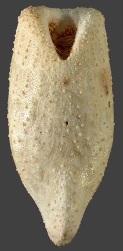 Pourtalesia miranda (oral) Pourtalesia miranda (oral)