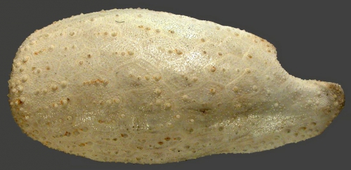 Pourtalesia miranda (lateral) Pourtalesia miranda (lateral)