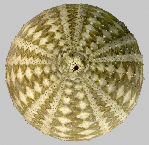 Gracilechinus gracilis (aboral) Gracilechinus gracilis (aboral)
