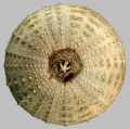 Gracilechinus gracilis (oral)