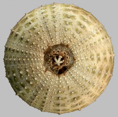 Gracilechinus gracilis (oral) Gracilechinus gracilis (oral)