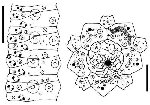 Gracilechinus gracilis (ambulacral plates + apical system) Gracilechinus gracilis (ambulacral plates + apical system)