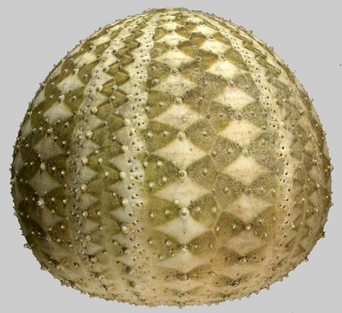 Gracilechinus gracilis (lateral) Gracilechinus gracilis (lateral)