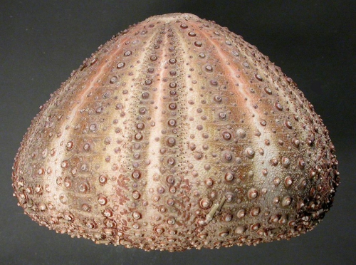 Gracilechinus acutus (lateral) Gracilechinus acutus (lateral)