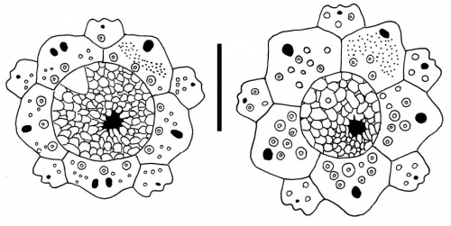 Gracilechinus (apical disc) Gracilechinus (apical disc)