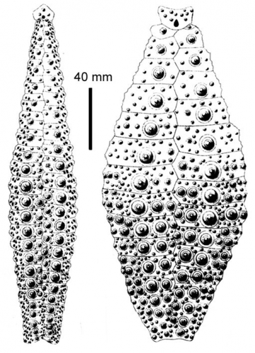Gracilechinus alexandri (ambulacral + interambulacral plates) Gracilechinus alexandri (ambulacral + interambulacral plates)