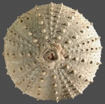 Echinodermata (Echinoderms)