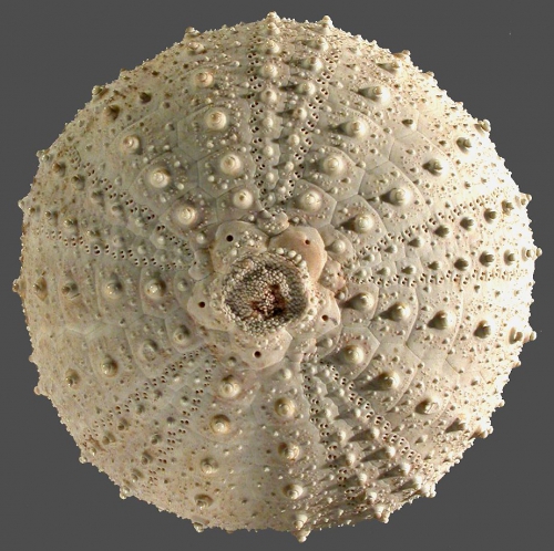 Gracilechinus alexandri (aboral) Gracilechinus alexandri (aboral)