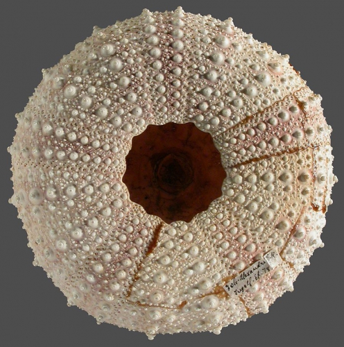 Gracilechinus alexandri (oral) Gracilechinus alexandri (oral)