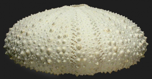 Gracilechinus alexandri (lateral) Gracilechinus alexandri (lateral)