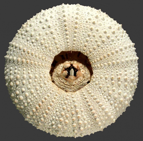 Gracilechinus alexandri (oral) Gracilechinus alexandri (oral)