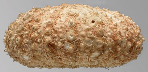 Gracilechinus alexandri (lateral) Gracilechinus alexandri (lateral)