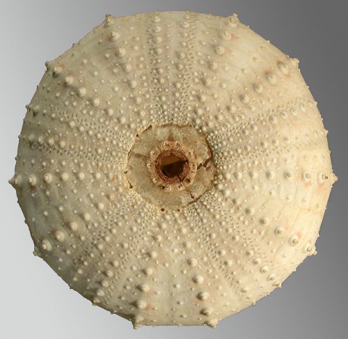 Gracilechinus atlanticus (oral) Gracilechinus atlanticus (oral)