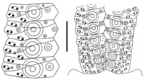 Gracilechinus elegans (ambulacral plates)