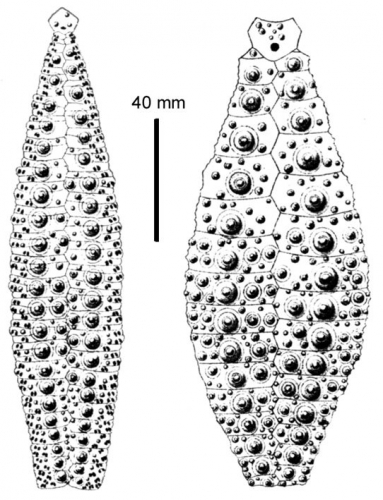 Gracilechinus elegans (ambulacral + interambulacral plates) Gracilechinus elegans (ambulacral + interambulacral plates)