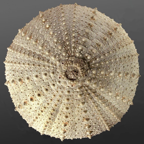 Gracilechinus elegans (aboral) Gracilechinus elegans (aboral)