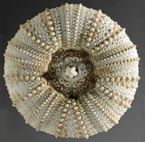 Gracilechinus elegans (oral) Gracilechinus elegans (oral)