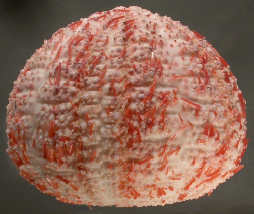 Gracilechinus elegans (lateral) Gracilechinus elegans (lateral)