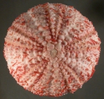 Echinoidea (sea urchins)