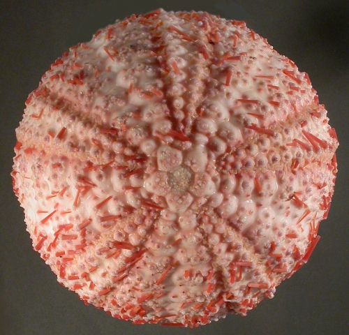 Gracilechinus elegans (aboral) Gracilechinus elegans (aboral)