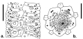 Gracilechinus lucidus (ambulacral plates + apical disc)